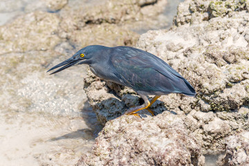 Galapagos Heron in Galapagos