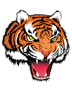 Tiger head angry
