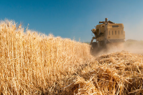 Close-up view of some just cut ears of corn and a threshing machine harvesting in the background