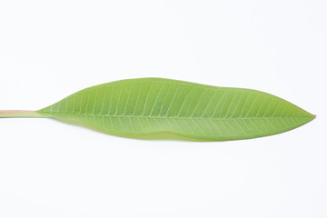 Frangipani leaf on a white background.