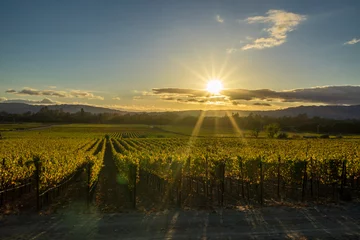Zelfklevend Fotobehang Zonnestralen schijnen op Sonoma California-wijngaard bij zonsondergang gouden uur © KarenWibbs