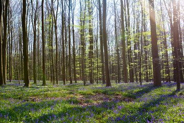 Beautiful spring forest with carpet of bluebells or wild hyacinths flowers on a sunny day, Belgium, Halle