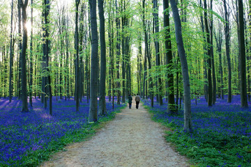 People walking in beautiful spring forest with carpet of bluebells or wild hyacinths on a sunny day, Belgium, Halle