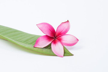 Plumeria red on a white background.
