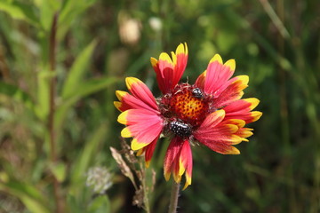 Flower , gaillardia and bee