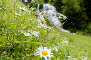 Blumenwiese am Wasserfall