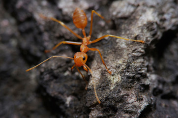 Small ant on green leaf and tree