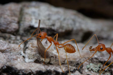 Small ant on green leaf and tree
