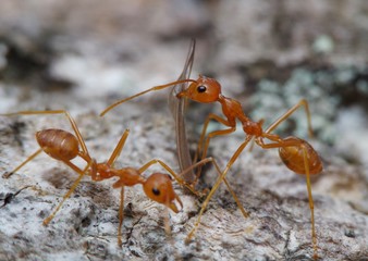 Small ant on green leaf and tree