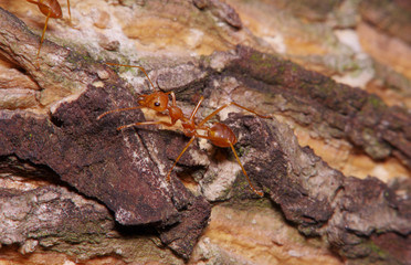 Fototapeta na wymiar Small ant on green leaf and tree