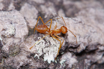 Small ant on green leaf and tree