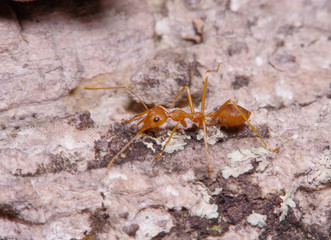 Small ant on green leaf and tree