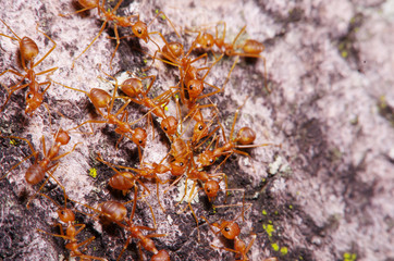 Small ant on green leaf and tree