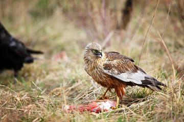 marsh harrier in grass