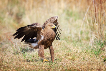 lesser spotted eagle