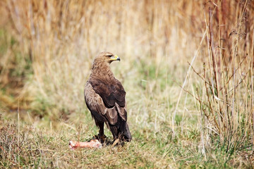 Fototapeta premium lesser spotted eagle