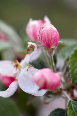 Apple Blossom/Beautiful flowers of the blossoming apple tree in the spring time