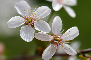 Cherry Blossom/Beautiful flowers of the blossoming cherry tree in the spring time