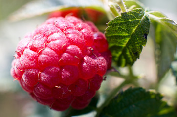 Ripe red raspberries close-up on blurred background. Selective focus, shallow DOF.Season of raspberries in the garden.The time of harvest/Fresh Juicy raspberries on the branch,green nature background