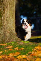 Bernese Mountain Dog looking from behind large tree trunk