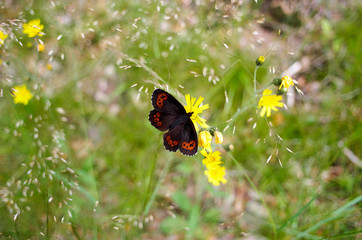 Beautifull brown black orange butterfly on flower/Red Admiral Butterfly (Vanessa atalanta) on a meadow. Peacock butterfly on yellow flower at summertime