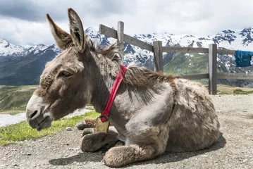 Abwaschbare Fototapete Esel Esel in den Alpen
