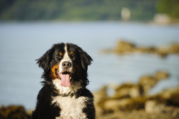 Bernese Mountain Dog in front of water shore and trees