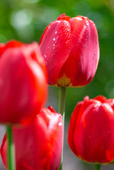 Obrazy na Szkle  Świeże wiosenne kwiaty tulipanów z kroplami wody w ogrodzie