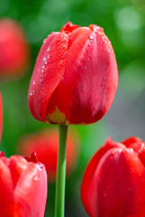 Obrazy na Szkle  Świeże wiosenne kwiaty tulipanów z kroplami wody w ogrodzie