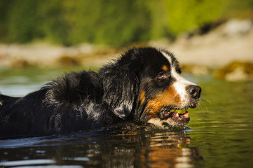 Bernese Mountain Dog swimming through water with ball