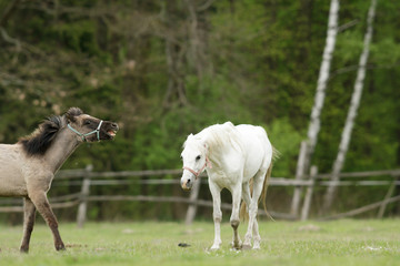 Fototapeta premium horse