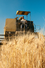 Closeup view of some ears of corn and a combine at work in the background