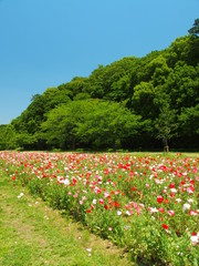 ポピー咲く里山風景