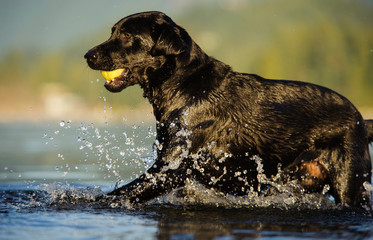 Black Labrador Retriever walking out of water carrying tennis ball