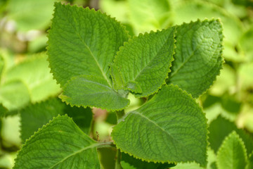 Indian borage