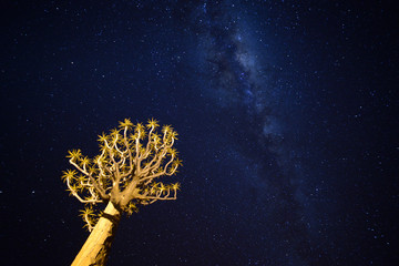 Quiver tree and milky way, Namibia