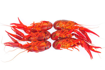 Lobster on a white background