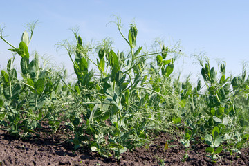 Peas (Pisum sativum)