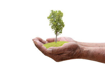 We love the world of ideas, man planted a tree in the hands white background