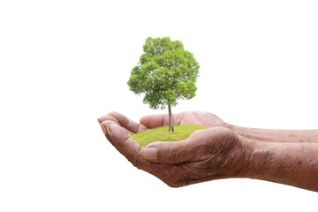 We love the world of ideas, man planted a tree in the hands white background