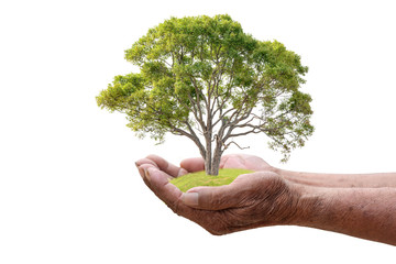 We love the world of ideas, man planted a tree in the hands white background