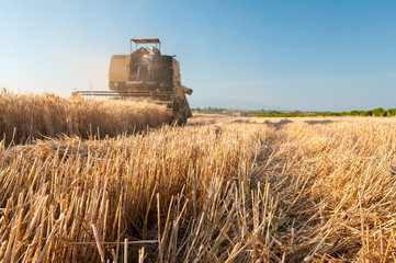 Close-up view of some just cut ears of corn and a threshing machine harvesting in the background