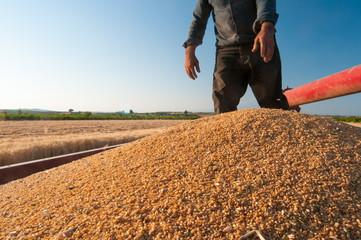 A heap of just harvested corn inside a container