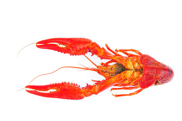 Lobster on a white background