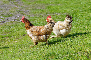 Two free range chickens running on the grass at organic farm.