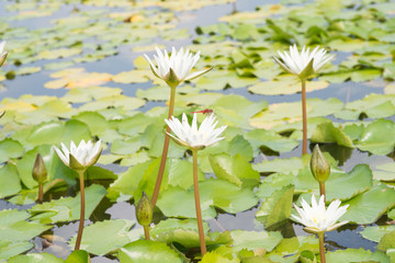 Lotus in the water.