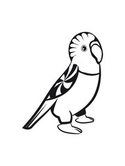 Fototapeta premium budgie bird sweet loving