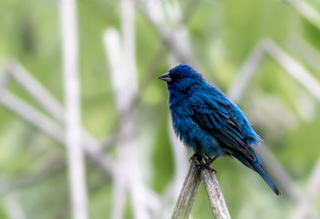 Beautiful and vivid Indigo Bunting (male) is perched on broken reed in marshland with feathers puffed