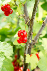 Fresh red currant on a twig