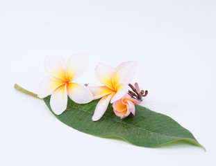 Plumeria on a white background.